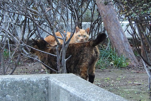 ラコとコダ　接近