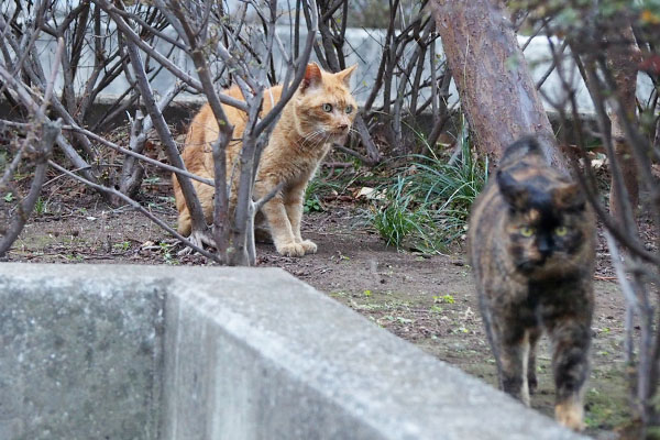 コダ　逃げない　ラコ催促