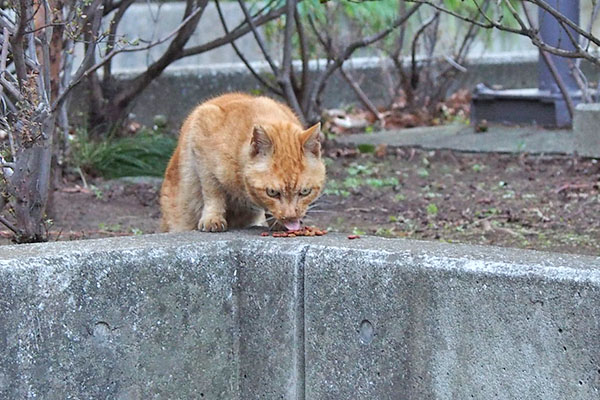 食べ始めたコダ