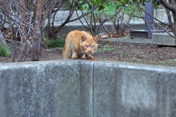 コダ　食べてもいいにょか