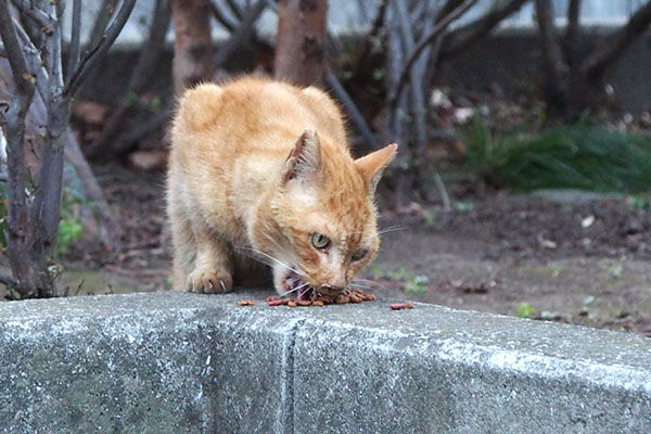 食べるコダ　爪が出てる