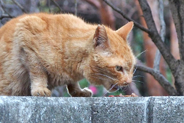 残さず食べる　コダ