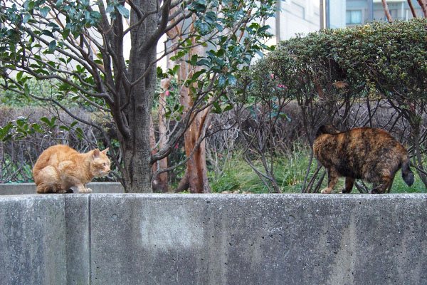 ツーショット　ラコとコダ