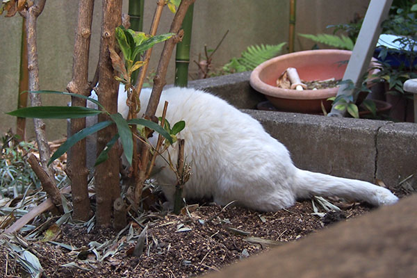 チロル　おしっこ中