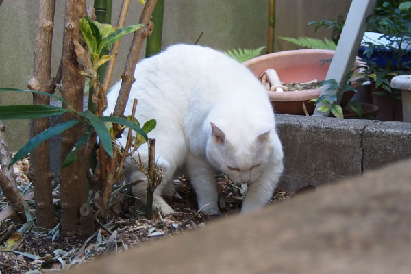 チロル　土掛け