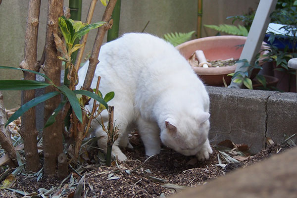 チロル　丁寧にホリホリ