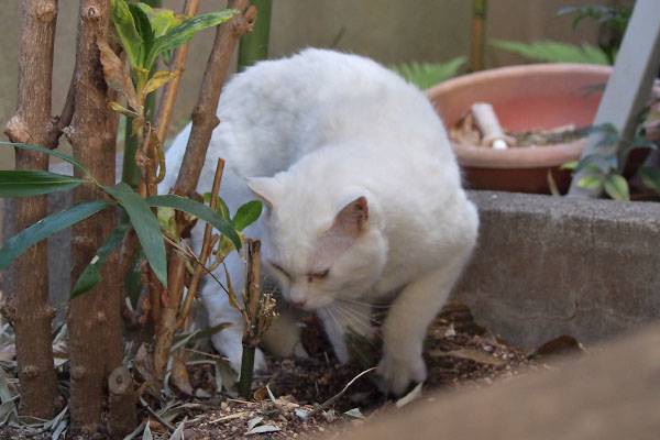 チロル　そろそろ終了