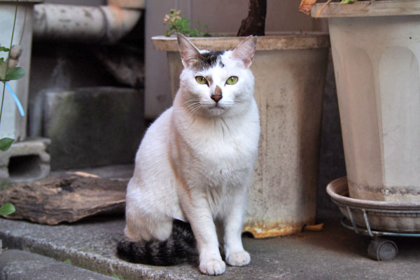 カメラ目線のオーロラ