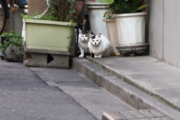 別れで振り返ると　並んで見てた