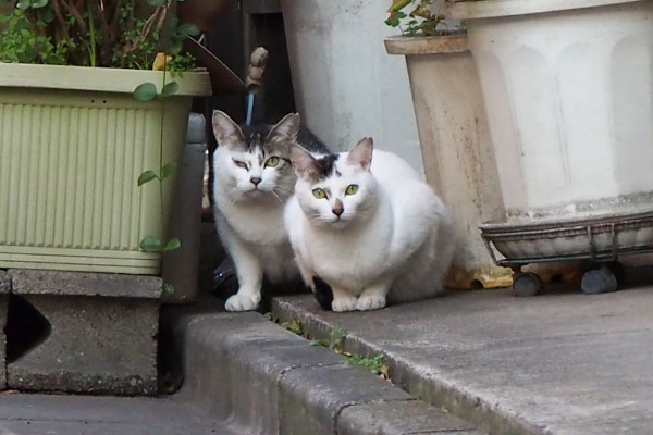 kei and Aurora watching from far