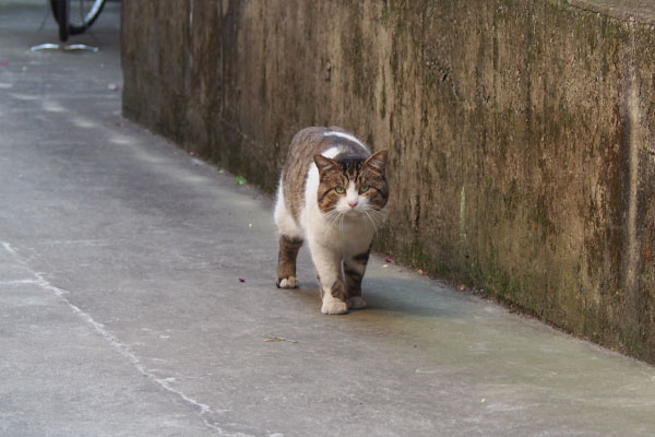 歩いて来た　レオ太