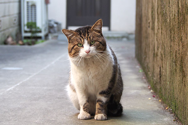 小首傾げてお座り　レオ太