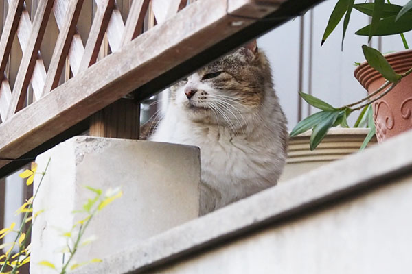 もも　横向いて