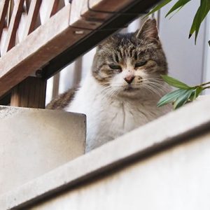 もも 何とも言えない顔でもも 何とも言えない顔で