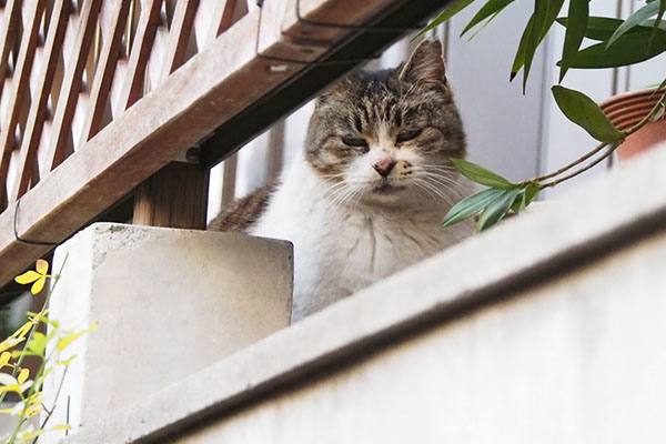 もも　何とも言えない顔でもも　何とも言えない顔で