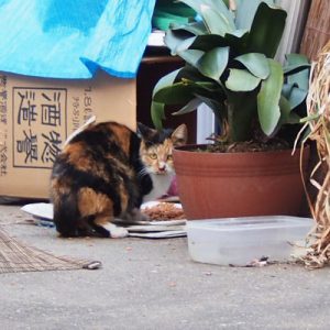 初登場のミク さくらの秘蔵っ子