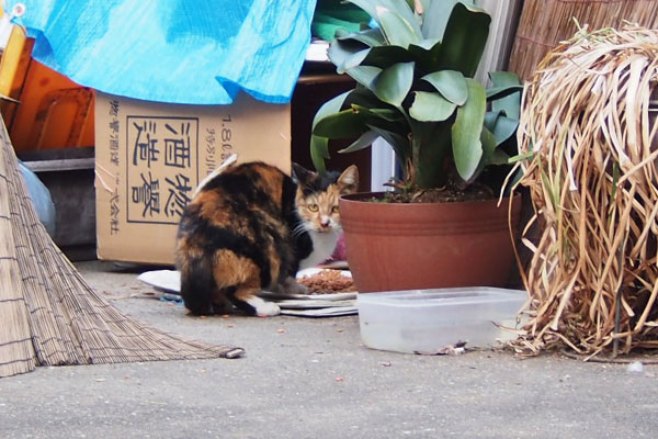 初登場のミク　さくらの秘蔵っ子