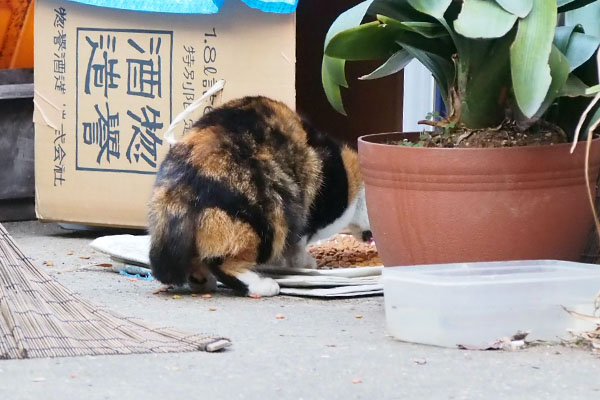 気にせず食べる　ミク