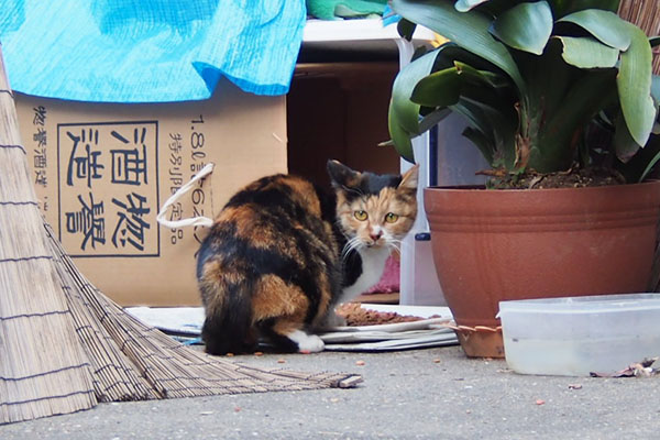 また振り返る　ミク