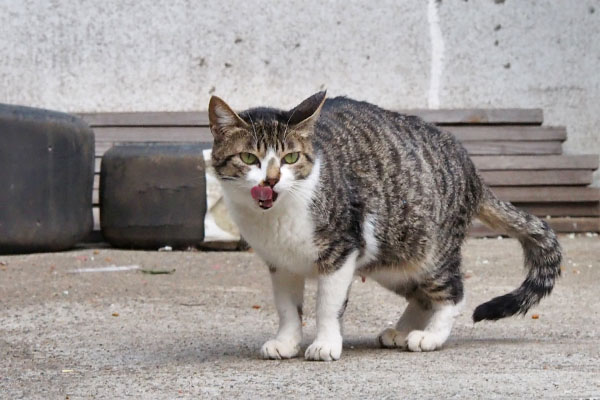 食事してぺろぺろ中のさくら