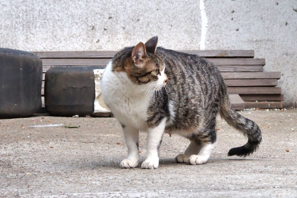 周りを警戒する母猫　さくら