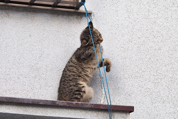 紐が気に入った　シマコ