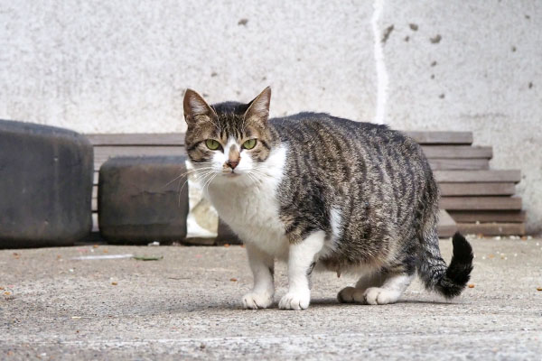 妊娠疑惑のさくら