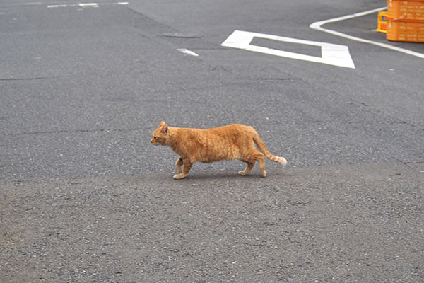 道路を横断する　ひまわり