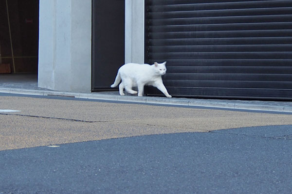 チロルが歩いて来た