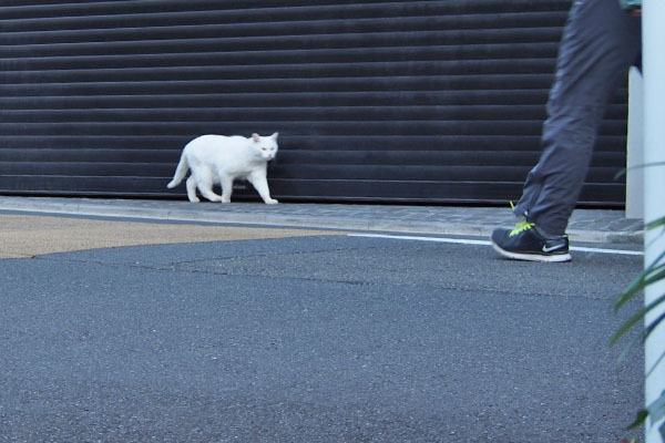 人が来ても平気なチロル