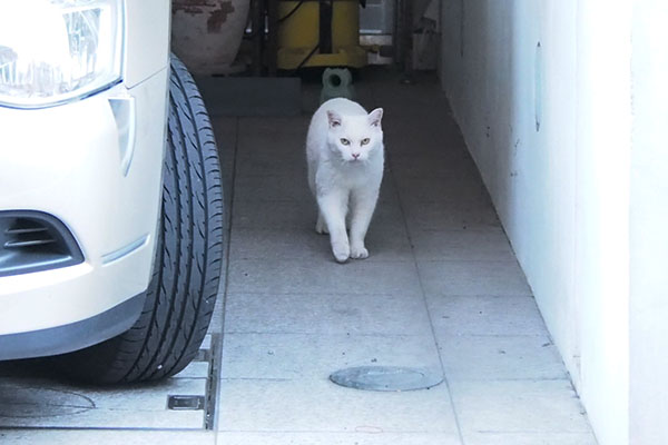 ぐるりと車の回って　チロル