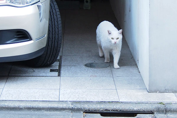 見つめながら歩く　チロル