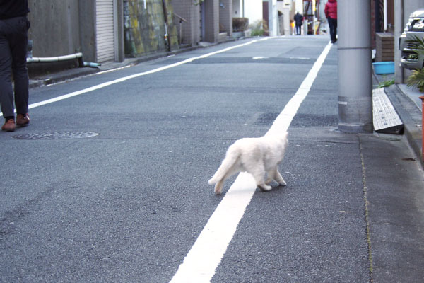 白線は跨いで　チロル