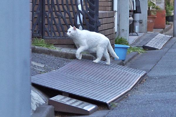 おいたん居るかにゃ　チロル