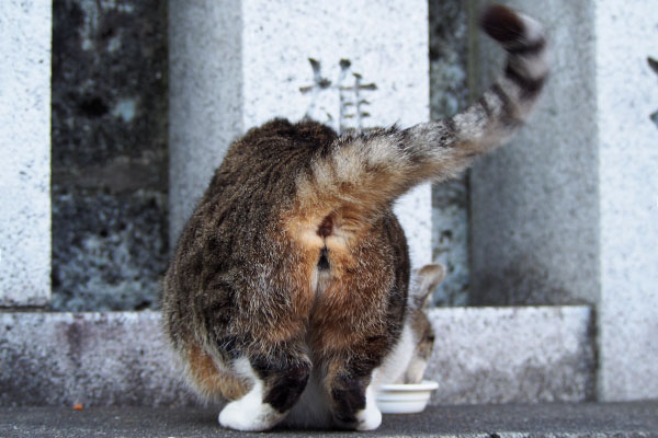 雫　しっぽを上げる