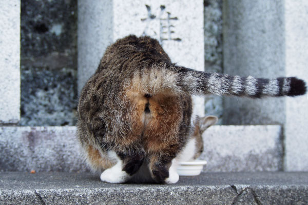 雫　しっぽを右に振る