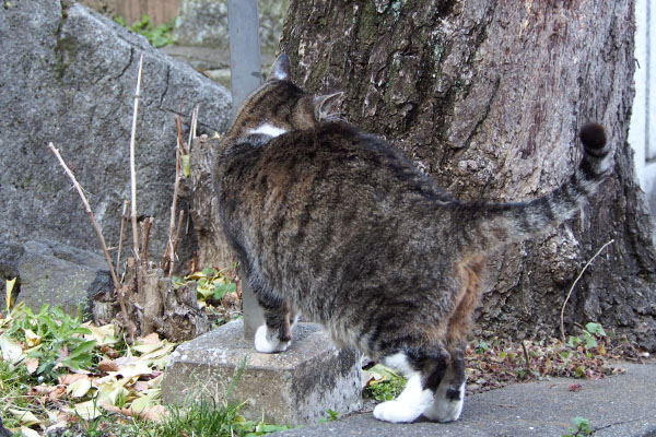 雫　参道階段脇の木の横