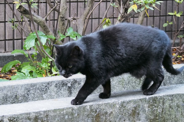 遅れて出て来たアカシ君