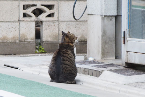 自分ちを見上げるリオ