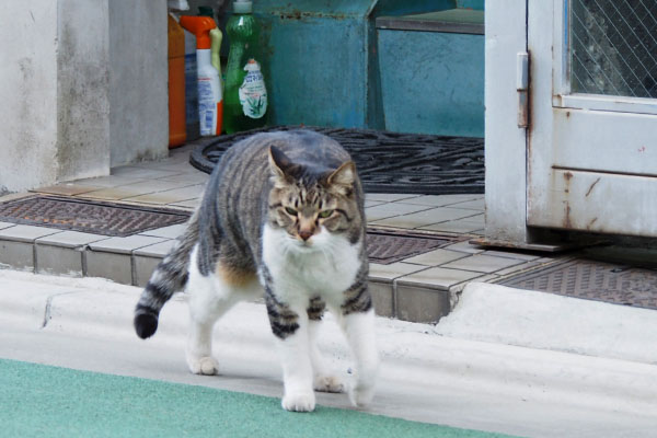 リオ　構ってにゃー