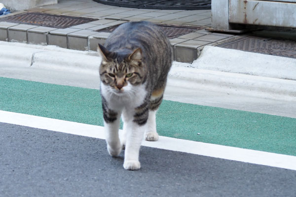 リオ　そっちに行くにゃ