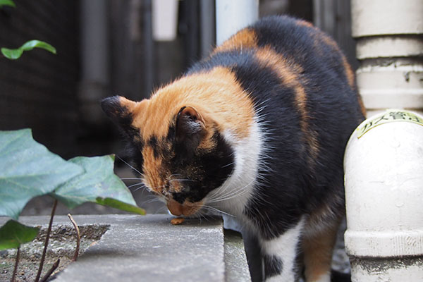 ゆっくり食べる　リコ