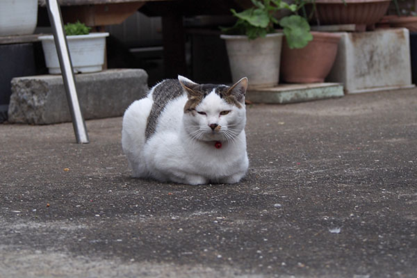 最初の一枚　コチュ