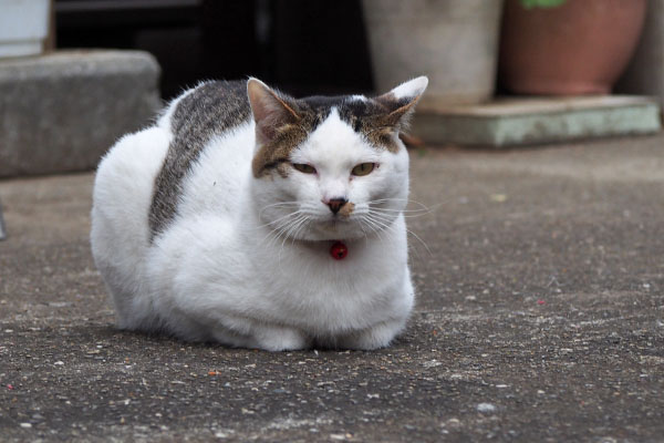 香箱イカ耳　コチュ