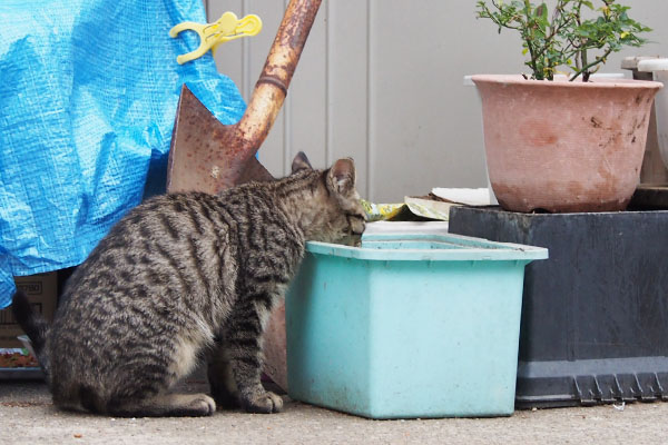 シマコ　水を飲む