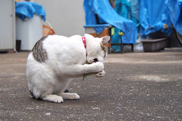 うさぎ足で　コチュ