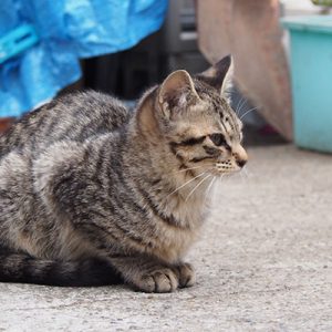コチュ兄を見る シマコ