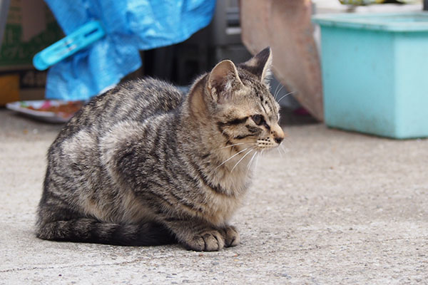 コチュ兄を見る　シマコ