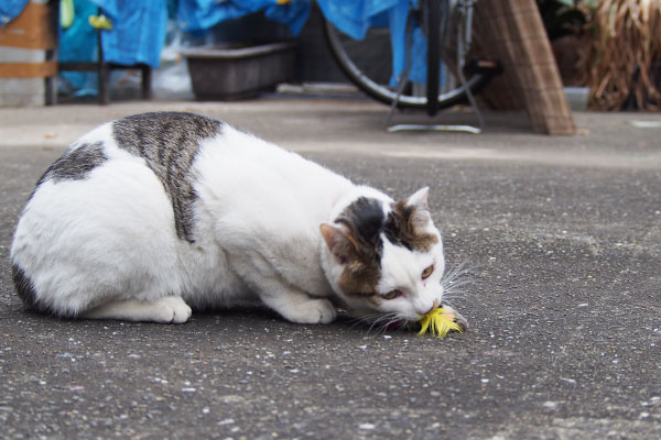 コチュ　ねずみのおもちゃで遊ぶ