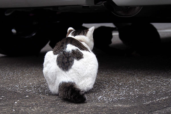 おもちゃが車の下へ　モノ太移動